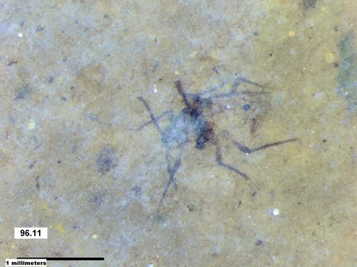 Aphididae