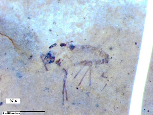 Diptera