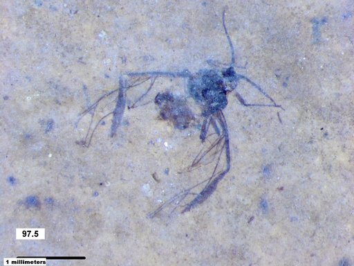 Aphididae