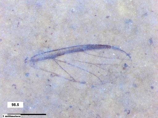 Aphididae