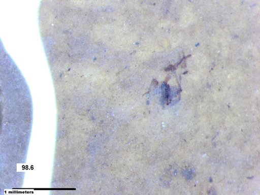 Genus sp