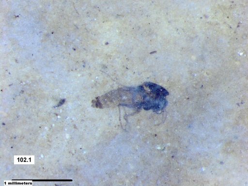 Genus sp