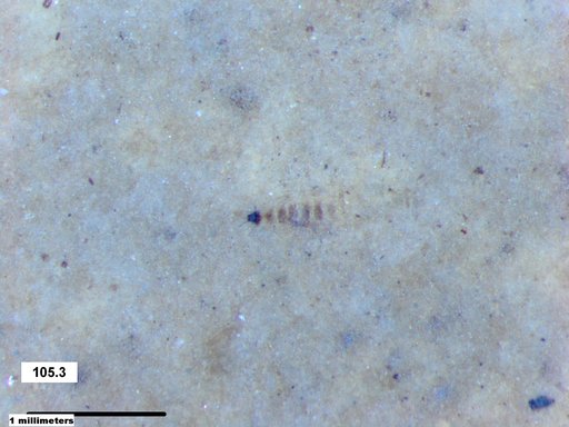 Genus sp