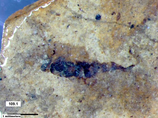 Insecta