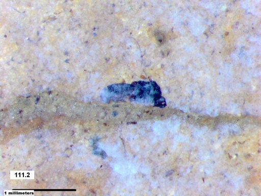 Genus sp