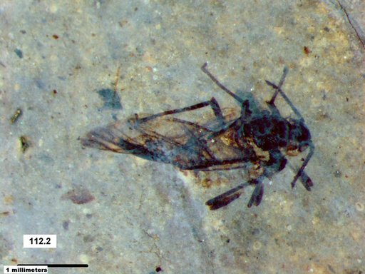 Aphididae