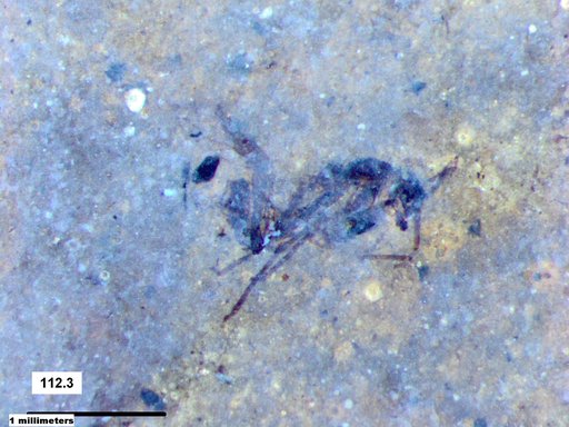 Aphididae