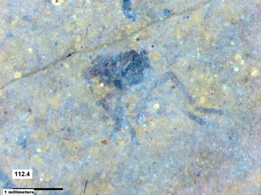 Genus sp