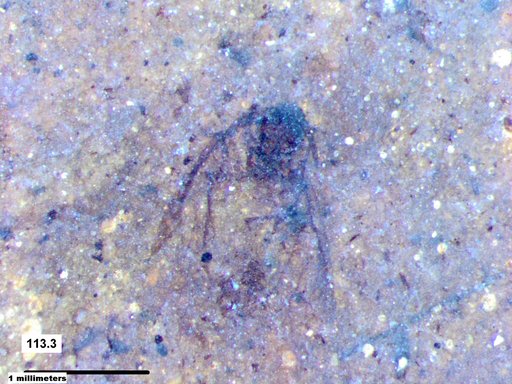 Aphididae