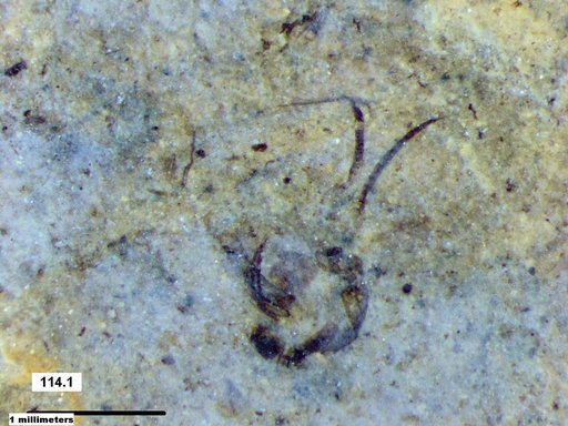 Chaoboridae