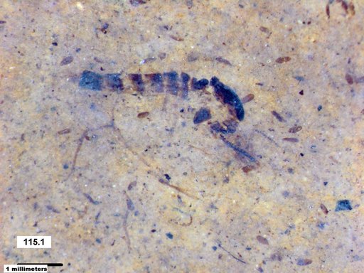 Chaoboridae