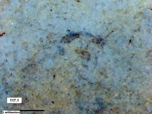 Chaoboridae
