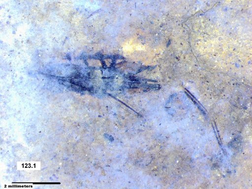 Corixidae