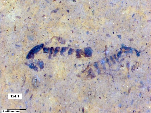 Chaoboridae
