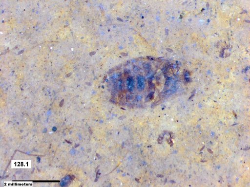 Corixidae