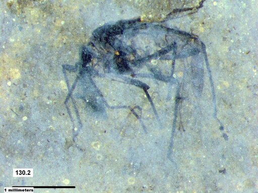Aphididae