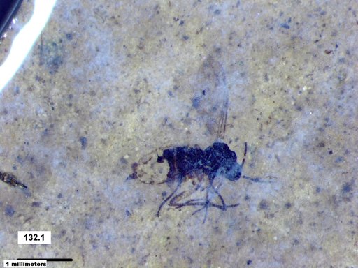 Diptera