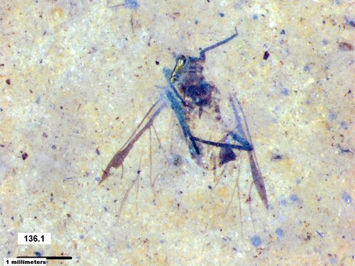 Aphididae