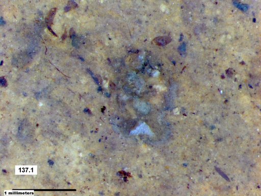 Genus sp