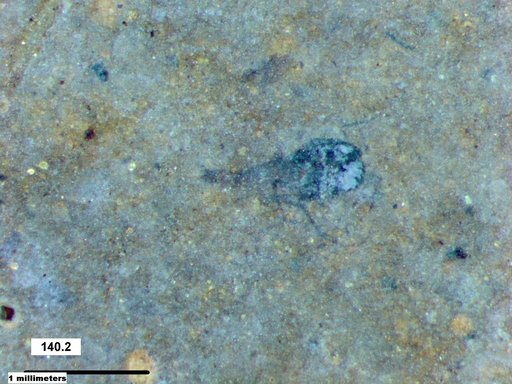 Diptera