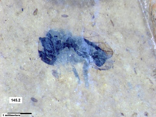 Diptera