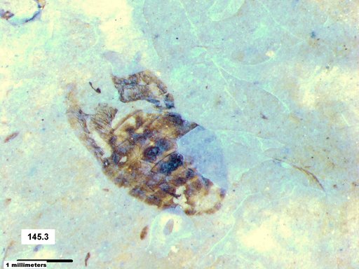 Corixidae