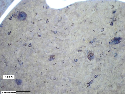 Corixidae