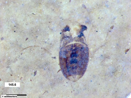 Corixidae