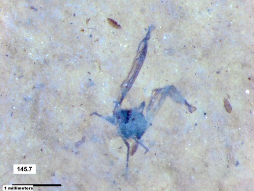 Aphididae