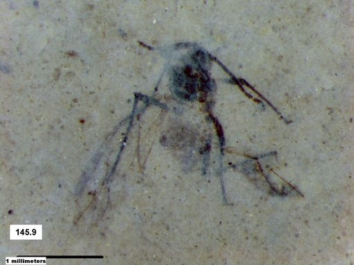 Aphididae