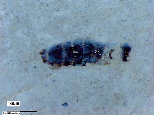 Aphididae
