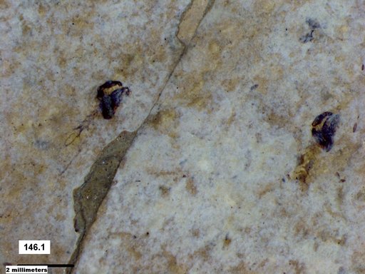 Chaoboridae