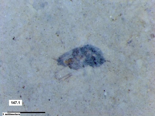 Diptera
