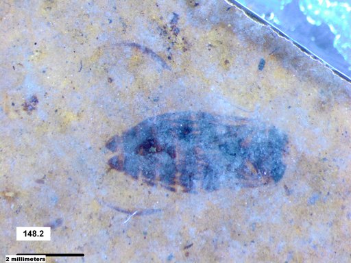 Corixidae