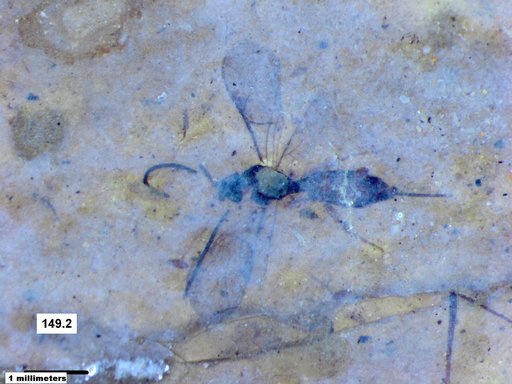 Ichneumonidae
