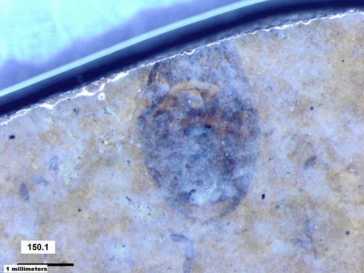 Corixidae