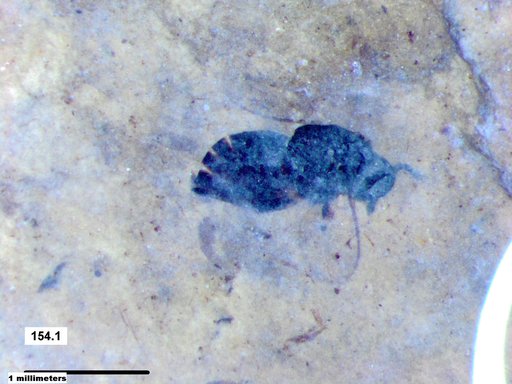 Genus sp