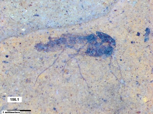 Chaoboridae