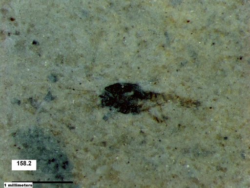 Chaoboridae