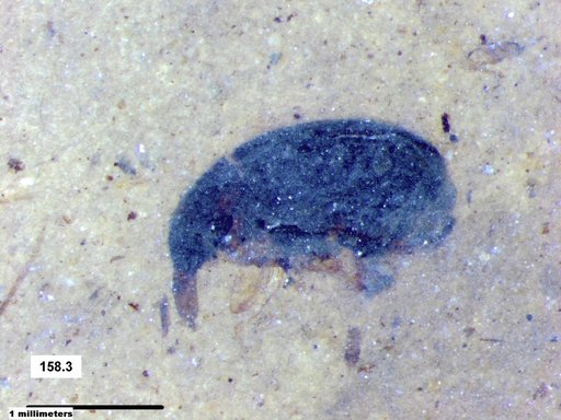 Genus sp