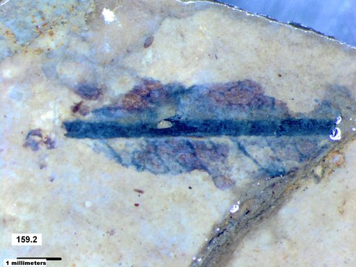 Tracheophyta