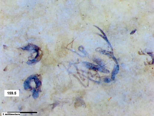 Chaoboridae