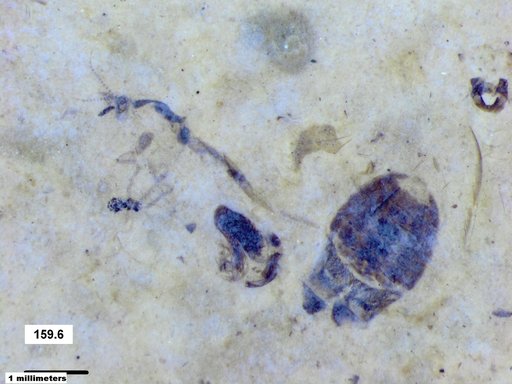 Corixidae