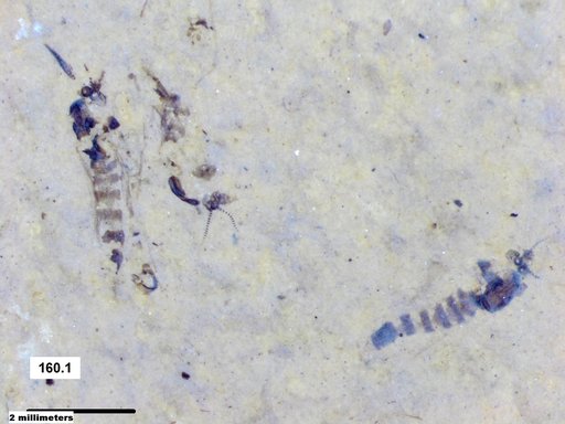 Chaoboridae