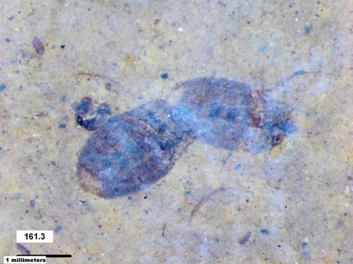 Corixidae