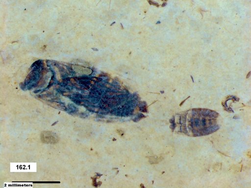 Corixidae