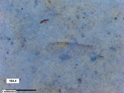 Diptera