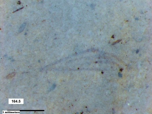 Genus sp