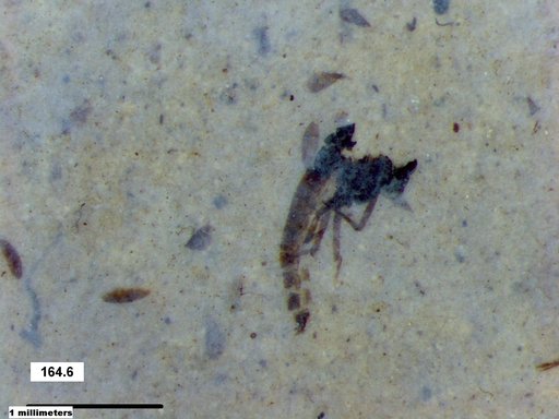 Diptera