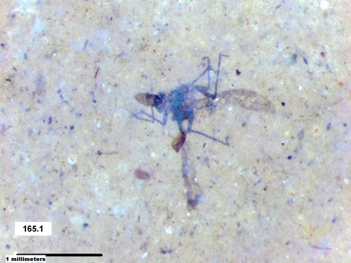 Aphididae